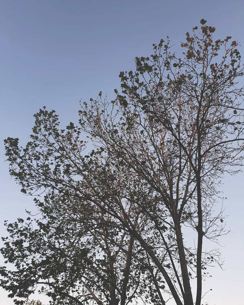 Grow, Die, Grow&nbsp;Again